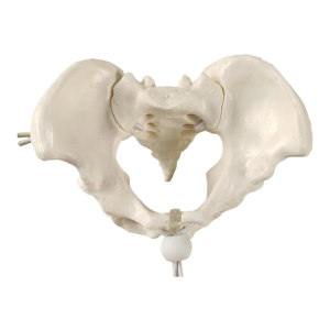 Movable Female Pelvic Skeleton Model Midwifery Teaching Model Female Pelvis Model for Science Education