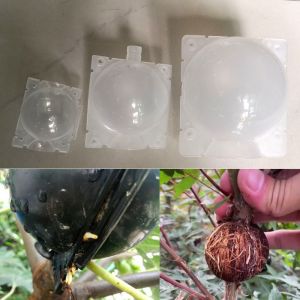 COD 10pcs Garden Plant root growing case Transparent box tree flower Grafting Rooter Ball Rooting breeding