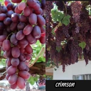 A1- paket hemat 2 bibit anggur Crimson stek Batang.