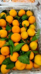 Jeruk Santang Daun 1kg: Untuk Berbagai Kebutuhan