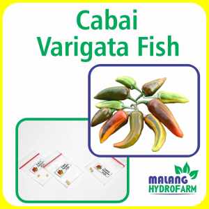 Benih Cabai Varigata Fish Unggulan Berkualitas biji bibit repack Variegata Pepper cabe farigata ikan hias unik pedas pedes sambel sambel tanaman berbiji pot hydroponik hidroponik