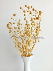 สาคูทิพย์ ดอกไม้แห้ง ดอกไม้แต่งบ้าน แต่งสวน DIY พร้อพถ่ายรูป