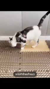 [พร้อมส่ง] แผ่นแทงแมว แผ่นหนามไล่แมว หนามไล่สุนัข ยางหนามแมวขนาดใหญ่ 34x42cm หนามไล่แมว หนามกันแมว แผงกันแมว