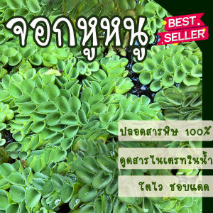 TJ Shop จอกหูหนู จอกรังผึ้ง 200 กรัม พืชน้ำ ต้นไม้น้ำ เหมาะจัดตู้ปลา ประดับอ่างปลา ไม้น้ำประดับ ปลูกประดับในน้ำเพื่อความสวยงาม