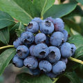 ST. DALFOUR Fruit Jam BLUEBERRY 500G. 