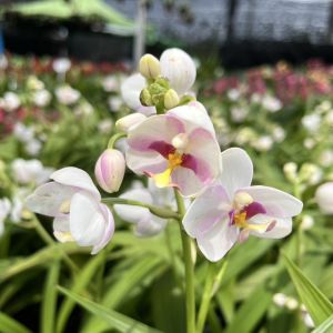 เอื้องดินใบหมาก กล้วยไม้ดิน ดอกสีสวย เลือกสีได้ Spathoglottis