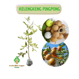 BIBIT BUAH KELENGKENG PINGPONG KELENGKENG PIMPONG