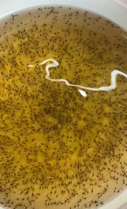 Brown Shade Pond Dye for Aquarium or Pond 500gm