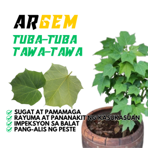 Organic Tuba-Tuba Leaves - for Health Support & Disease Prevention