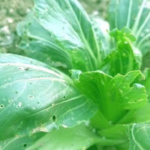 BNSO BIO-pesticide 1000ml/ELIMINATES ALL TYPES OF PLANTS