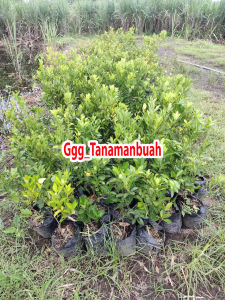 Bibit jeruk kasturi super cepat berbuah hasil okulasi