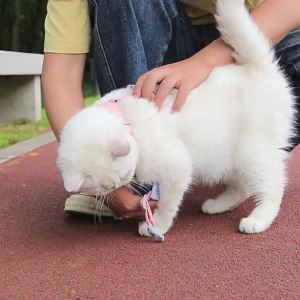 2026 Hot Sale [ Shipped from China ] Classic best-selling cat leash anti-escape cat harness adjustable cat leash for walking cats outside B3