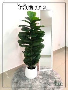 (ต้นไม้คลาสสิค!) ต้นไทรใบสัก 1.2 เมตร ทรงทาวเวอร์ #ต้นไม้ปลอมตกแต่งบ้าน Leeartplants