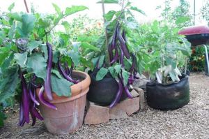 POHON SUDAH BERBUAH BIBIT TERONG UNGGU