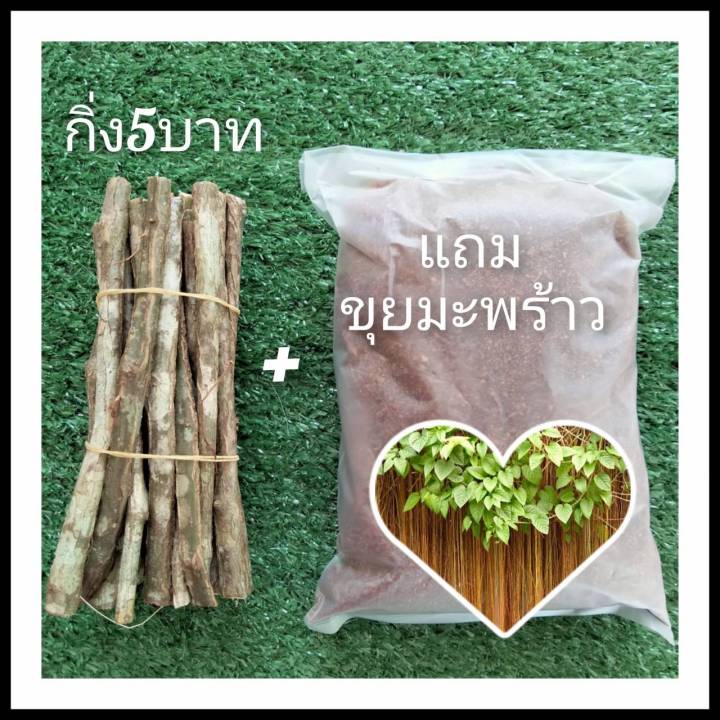 กิ่งม่านบาหลีสด (ยาว 15 ซม.) แถมขุยมะพร้าว เลือกแบบชำได้