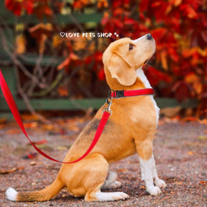 Bộ dây dắt Chó bản dẹp màu đỏ phản quang cao cấp - Love Pets Shop