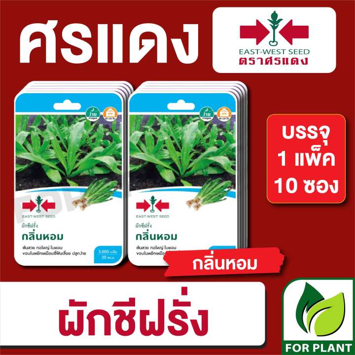 เมล็ดพันธุ์ผักชีฝรั่ง กลิ่นหอม F1 ศรแดง