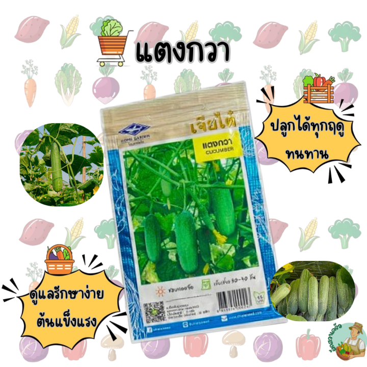 เมล็ดแตงกวา CT/OP-056 เจียไต๋ สดกรอบ