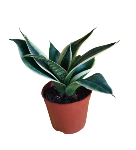 PSansevieria  Tiger Ear Plant (4 to 6 Inches height) - 1 Pc.[BUY 1 TAKE FREE 1 Pc. Philodendron or Pothos cutting randomly picked by Seller]