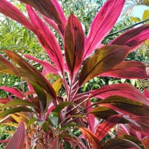 Red Andong (Cordyline fruticosa) - - Pokok Andong Merah - लाल एंडोंग पौधा Red Andong – Vibrant Leaves Tropical Accent Easy Grower Garden Fengshui Plant Hardy Evergreen LIVE PLANT