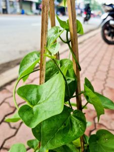 Cây dây hoa thiên lí giàn hoa thiên lí siêu bông có hoa làm thực phẩm cây leo che bóng mát hoa thơm tặng kèm phân bón cho cây|Minh Hân Garden