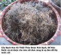 Bạch Hoa Xà Thiệt Thảo (Cỏ Lưỡi Rắn) Khô 01KG Loại 1 l1 .. 