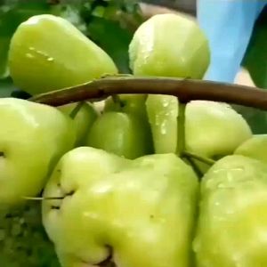 Bibit Jambu Madu Deli Hijau MDH