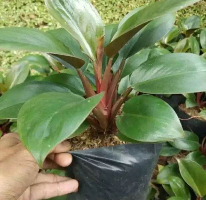 plastic succulent plants Mini Faux Succulent Plants