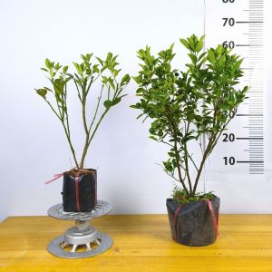 Cây Tắc Bánh Xe ( Quất Trái To ) - Có Sẵn Trái - Cây Trồng Chậu - Cây Giống Vân Anh