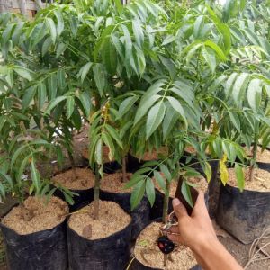 bibit kedondong asli super siap tanam