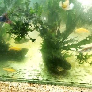 Microsorum pteropus windelov/鹿角铁皇冠(on wood)