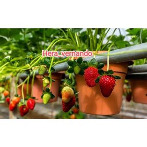 Bibit Strawberry Jumbo Manis cepat berbuah