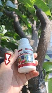 [COMBO MIX] Pampabunga Max Set – Booster 88 + Harvest Fertilizer for Flowering & Fruiting Support