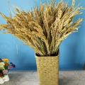 Bông lúa khô trang trí 1 bó 50 nhánh hạt lúa nguyên thủy GG123. 