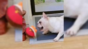 HISKI Active MovingPlush Toy 2024 Interactive Dog Toys Talking Moving Dog Ball Toy Washable Cartoon Pig Plush Sound Electronic Herding Ball for Dogs Shake Bounce Boredom Toys for Dog Cats