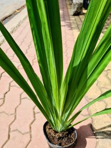 Cây lan rẻ quạt chữa viêm họng ho viêm amidan vô cùng hay trồng trước sân nhà đặt gần cửa để đón tài lộc tới giữ vận may|Minh Hân Garden
