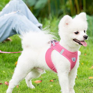 Adjustable Pet Leash Dog Harness Leash Mesh Collar Leash Strap Complete Set Pet Leash Belt Traction Rope