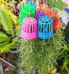 เคราฤาษี พร้อมตระกร้า มอสสเปน ดักฝุ่น สวยๆ ดูความชื้น ราคาถูก