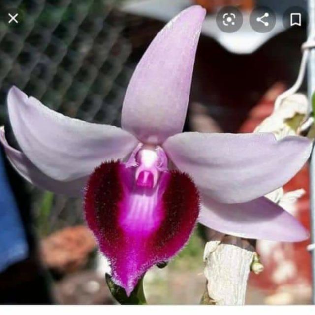 Phi điệp BỆT MA BÓ, phi điệp var, mầm ki cấy mô hoa đẹp hiếm giá rẻ