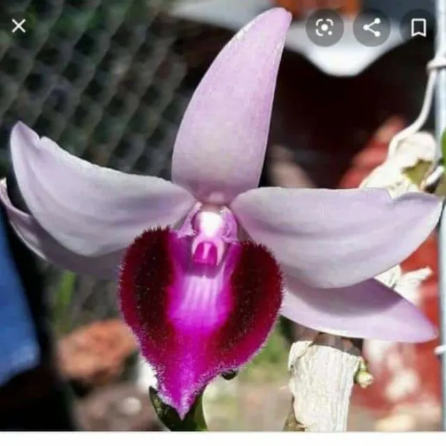 Phi%20%C4%91i%E1%BB%87p%20B%E1%BB%86T%20MA%20B%C3%93,%20phi%20%C4%91i%E1%BB%87p%20var,%20m%E1%BA%A7m%20ki%20c%E1%BA%A5y%20m%C3%B4%20hoa%20%C4%91%E1%BA%B9p%20hi%E1%BA%BFm%20gi%C3%A1%20r%E1%BA%BB%20-%20Image%201