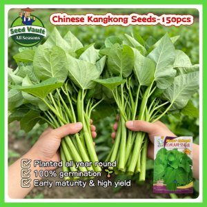 100% Legit High Germination 150pcs Chinese Upland Kangkong Seeds for Planting Vegetable Plants Big Leaf Water Spinach Seeds for Sale Organic Vegetable Seeds for Gardening Balcony Potted Live Kangkong Seedlings Condor Seeds Easy To Grow Veggie Seeds
