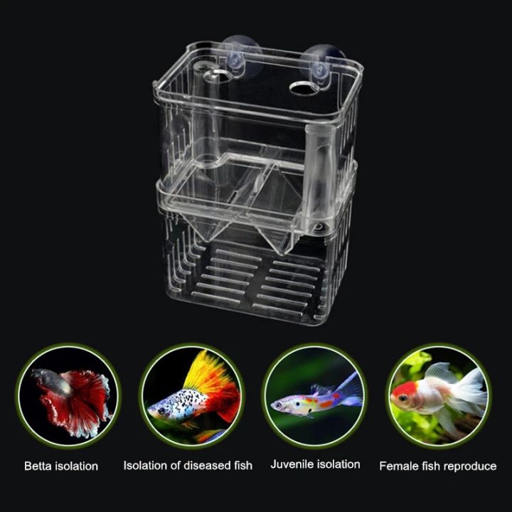 betta fish breeding box WishLotus Box, Suspended Breeder for Fish Tank with Suction Cups, Multi-Funtional Aquarium Fish Isolation Box Hatchery Incubator for Shrimp Clownfish (L) : Pet Supplies High quality suckers can used to fix the product conveniently. Betta Splendens Part 2 (