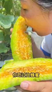 Sweet as rock candy the green-skinned cantaloupe is a fruit for the spring and all seasons suitable for gardens and balconies