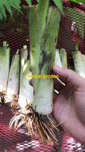 Colocasia green heart giant พี่ใจแอ้นท์ บอนหัวใจยักษ์เขียว ส่งแบบตัดใบห่อตุ้มราก