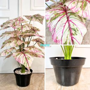 Pohon Artificial Tanaman Hias Calladium X18 Semilatex Pot Dasar Hitam Dekorasi Cafe Aesthetic
