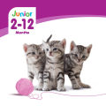WHISKAS Wet Cat Food for Kitten Mackerel Flavor Pouch 80g (6-Pack). 