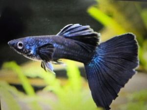 Black Moscow Guppy