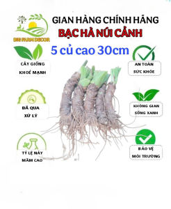 combo 5 củ bạc hà núi 30cm trồng cảnh