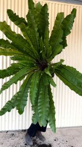 เฟิร์นข้าหลวง ไม้มงคล เฟิร์นรังนก เฟิร์นข้าหลวงโอซาก้า ขนาดL