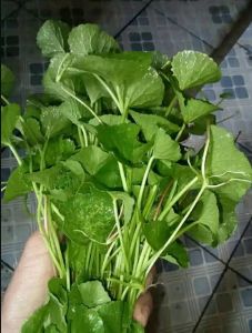 Daun Pegagan Segar Asli – Herbal Alami / Daun antanan (Centella asiatica) Segar Pilihan | Daun Herbal Tradisional
